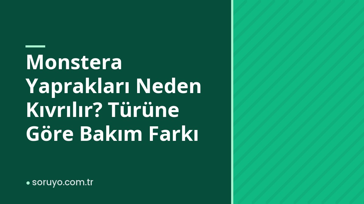Monstera Yaprakları Neden Kıvrılır? Türüne Göre Bakım Farkı